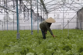 Dak Lak farmers to benefit from UN climate change response project