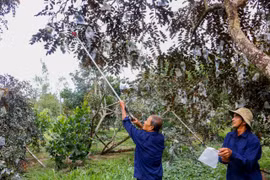Rice farmers switch to high-value crops