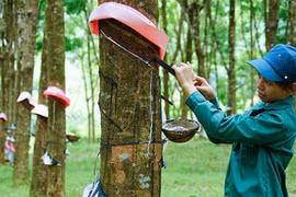 Rubber group to move listing to HoSE