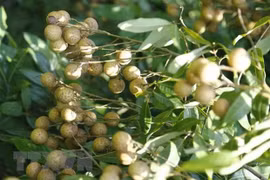 Hai Duong longan to conquer global tastes