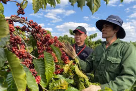 Nestlé programme helps increase coffee farmers’ incomes
