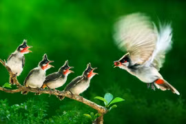 Vietnam wins gold medals at In't photo contest