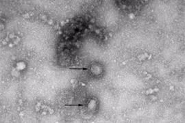 Indonesia, RoK launch preventive measures against novel coronavirus