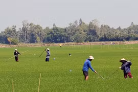 Kien Giang to focus on 16 agricultural products