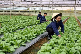 Hanoi’s agriculture set to grow at least 3 percent in 2021