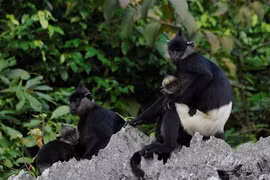 Vietnam to honour contributors to wildlife conservation during 2010-2020