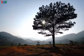 Dalat Ultra Trail 2020 opens