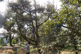Durian farmers' incomes rise after employing advanced techniques