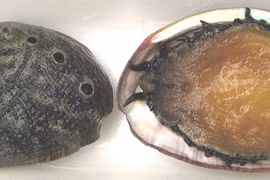 Five sea creatures to be conserved in Ly Son island