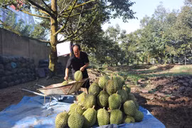 Mekong Delta to expand fruit, seafood production in response to climate change