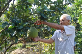 Tien Giang shifts to high-value crops to adapt to climate change