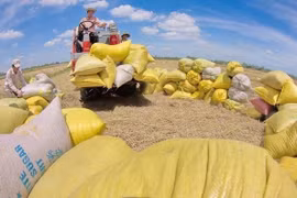 Opportunity for Vietnam to export rice to Australia