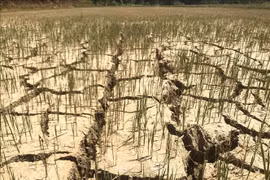 Low rainfall expected across central Vietnam over next two months