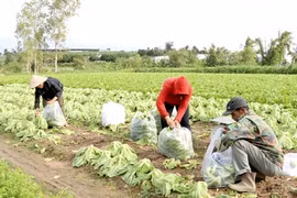 Collective economy key to growth