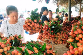Central Retail to buy 1,000 tonnes of lychee