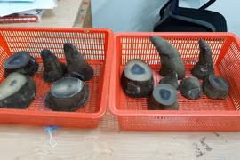 Rhino horns seized at Tan Son Nhat airport