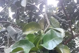 Fruit farms offer rural life experience for tourists