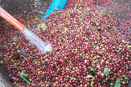 Vietnam develops high-quality coffee
