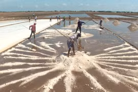Farmers enjoy bumper salt production, high prices in Mekong Delta