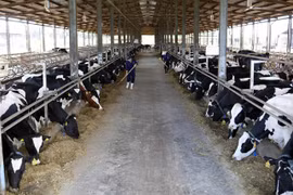 Singaporean firm wants to up stake in Vinamilk
