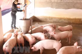 Vietnam imports pigs from Thailand
