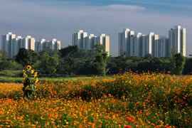 More regulations for developing green cities
