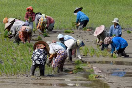 Indonesia: Agriculture only sector to post growth in 3rd quarter