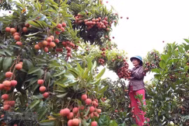 Conference seeks ways to promote lychee consumption 