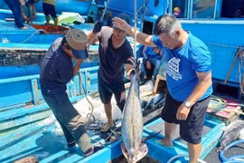 Tuna exports to EU rise after FTA comes into being