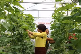 Bac Giang developing hi-tech agriculture to foster economic growth