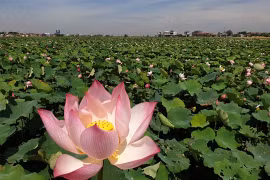 Unfertilised soil used to grow lotus