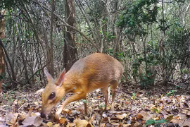 Vietnam enhances cooperation to reduce biodiversity loss