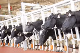 TH Group rolls out largest dairy cow project in Central Highlands 