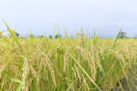 Thailand’s rice exports struggle to hit 8 million tonnes