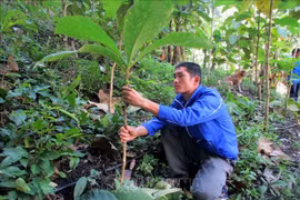 Young activists plant trees to prevent floods, landslides