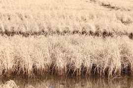 Ca Mau faces severe shortage of irrigation water
