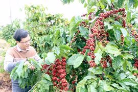 Central Highlands faces labour shortages on coffee plantations