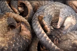 WWF urges end to wildlife trade, consumption in Asia-Pacific
