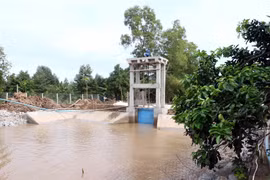Saltwater intrusion affects seedling production in Ben Tre