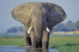 Ivory, pangolin traffickers sentenced to 48 years in jail