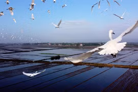 Thua Thien-Hue takes measures to protect wild birds