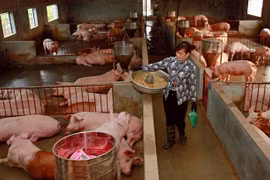 Minister orders quick but safe repopulation of pig droves