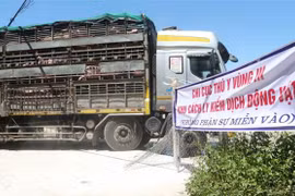First 500 live pigs imported from Thailand arrive