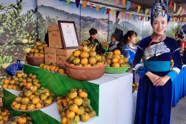 Muong Khuong mandarin week opens in Hanoi