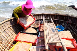 Quang Nam fishermen enjoy bumper shrimp season