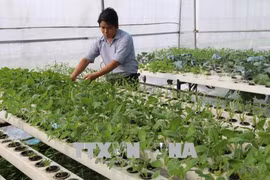Tien Giang enjoys fruitful agricultural restructuring
