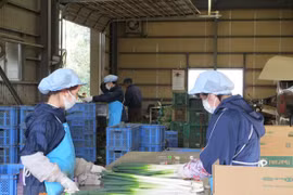 COVID-19: Vietnam, Japan work to protect health of Vietnamese trainees
