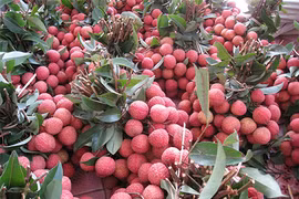 E-commerce floor for lychee launched