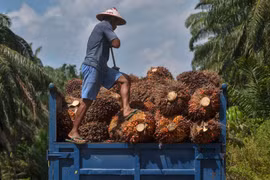 Indonesia ready to confront EU over palm oil discrimination 