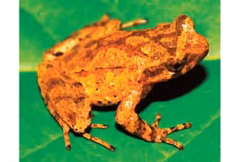 New species of toad discovered in Cao Bang
